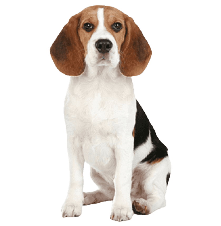 dog selection